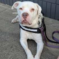 adopt-pet