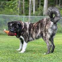 Thumbnail photo of Mila #4