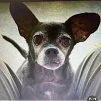 adopt-pet