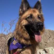 adopt-pet