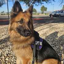 Thumbnail photo of Gia the family dog! #2