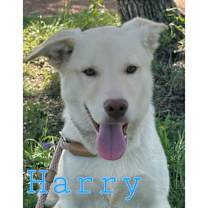 Thumbnail photo of Harry #3