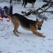 Thumbnail photo of SNOWBALL #2