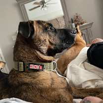 Thumbnail photo of Koda #3