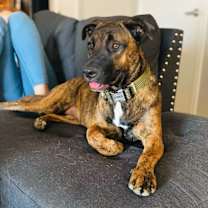 Thumbnail photo of Koda #1