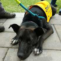 Thumbnail photo of Mavi Lizman #4