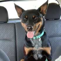 Thumbnail photo of OLIVIA (COURTESY POST) #1