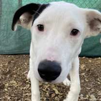 Thumbnail photo of Chip #2