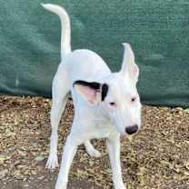 Thumbnail photo of Chip #3