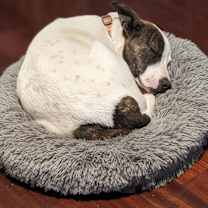 Thumbnail photo of Sparkles #1