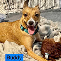 Thumbnail photo of BUDDY #1