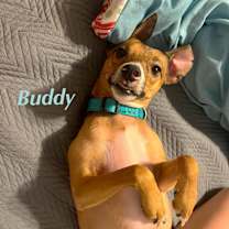 Thumbnail photo of BUDDY #2