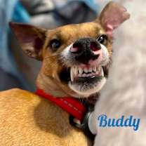 Thumbnail photo of BUDDY #4