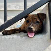 Thumbnail photo of Rubbles #1