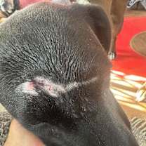 Thumbnail photo of Luna #2