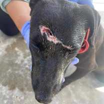 Thumbnail photo of Luna #3