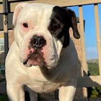 Thumbnail photo of IZZY-FUNNY, ADORABLE AMERICAN BULLDOG #1