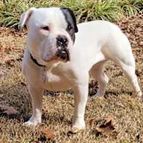 Thumbnail photo of IZZY-FUNNY, ADORABLE AMERICAN BULLDOG #2