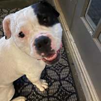 Thumbnail photo of IZZY-FUNNY, ADORABLE AMERICAN BULLDOG #3