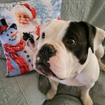 Thumbnail photo of IZZY-FUNNY, ADORABLE AMERICAN BULLDOG #4