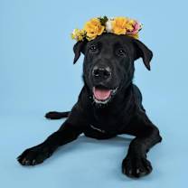 Thumbnail photo of Roo #1