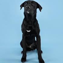 Thumbnail photo of Roo #3