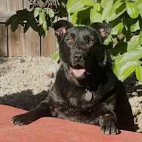 Thumbnail photo of Shadow #1