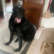 Thumbnail photo of Shadow #2