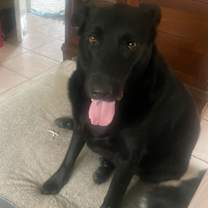 Thumbnail photo of Shadow #3