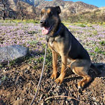 Thumbnail photo of Buster #1