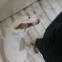 Thumbnail photo of Ginger #1