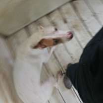 Thumbnail photo of Ginger #4