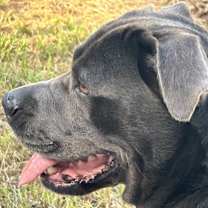 Thumbnail photo of Roxi #3