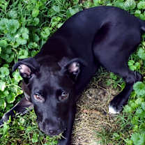 Thumbnail photo of Bella #1