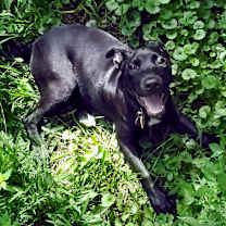 Thumbnail photo of Bella #3