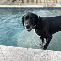 adopt-pet