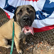 Thumbnail photo of Capone #1