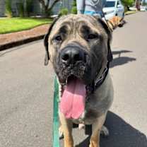 Thumbnail photo of Capone #3