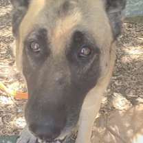 Thumbnail photo of Cher #4