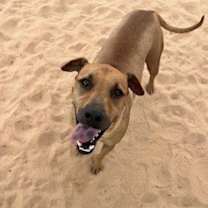 Thumbnail photo of Rocco #2