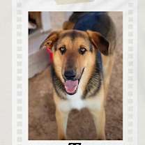 Thumbnail photo of Tyson #2