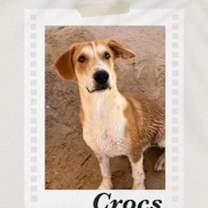 Thumbnail photo of Crocs #3