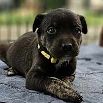 Thumbnail photo of Peppermint Patty #3