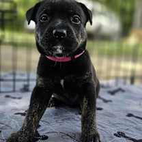 Thumbnail photo of Cadbury #3