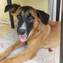 adopt-pet