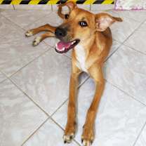adopt-pet