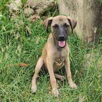 adopt-pet
