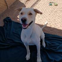 Thumbnail photo of Koa-Well trained; great pal #4