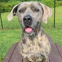 Thumbnail photo of Tulip #1