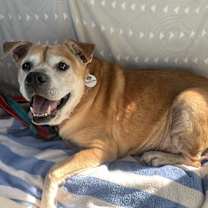 Thumbnail photo of Daisy #1